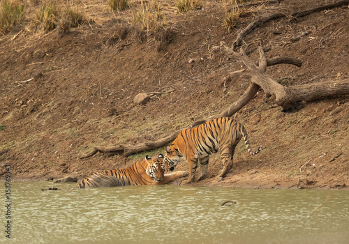 Tiger Maya and cub sitting near a water hole  Tadoba Andhari Tiger Reserve  India