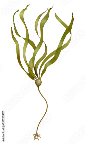 Algae. Bull kelp (Nereocystis luetkeana)