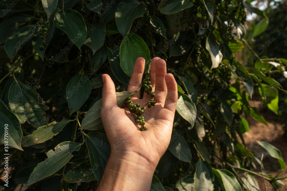Hand of the farmer holding a raw green pepper which growing on a trees. Black pepper plants growing on plantation in Asia. Ripe green peppers on a trees. Agriculture in tropical countries. Hand of the farmer holding a raw green pepper which growing on a trees. Black pepper plants growing on plantation in Asia. Ripe green peppers on a trees. Agriculture in tropical countries.