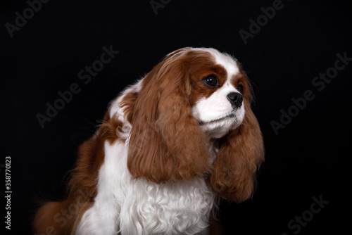Portrait of a red-colored cavalier Spaniel dog.