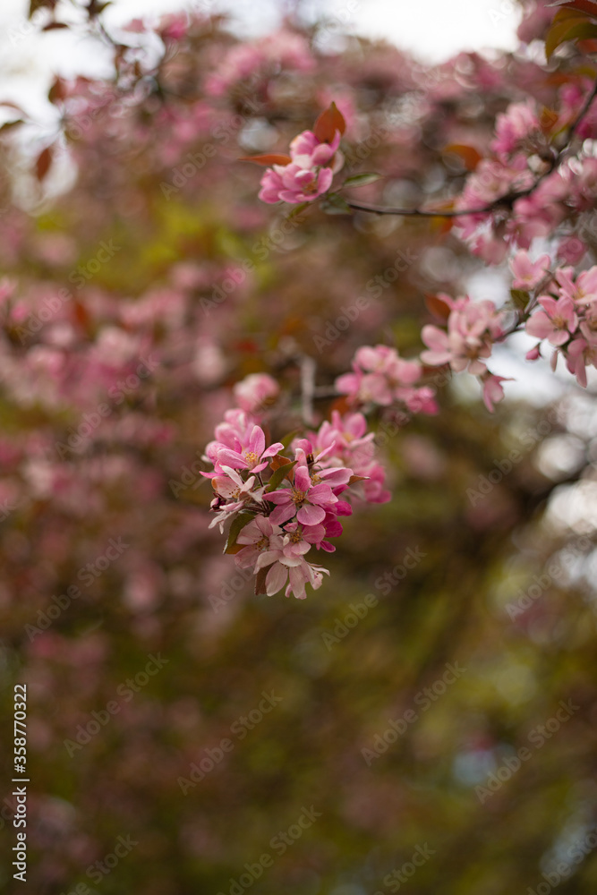 Spring pink Apple blossom in the Park Spring pink Apple blossom in the Park