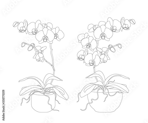 Vector illustration of blossom orchid flower with buds, roots, leaves, stem in flower pot. Phalaenopsis plant in contour drawing. Line art. Isolated on white.