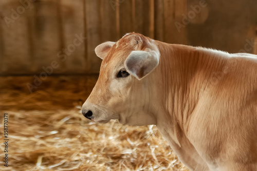 Close up head of cow calf