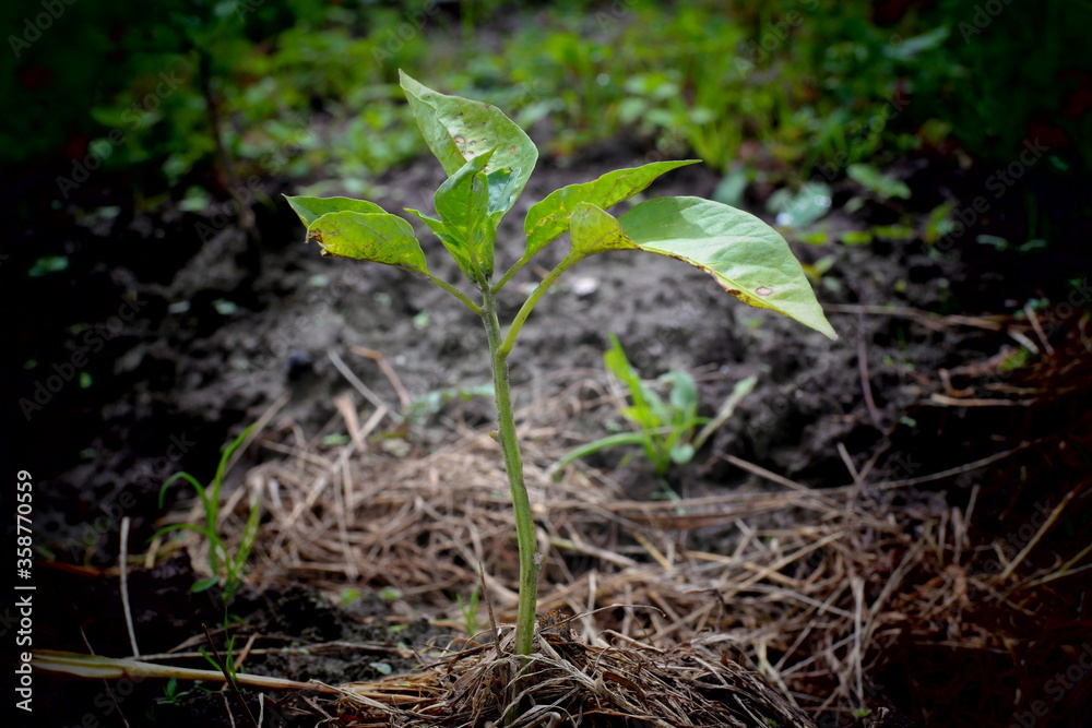 Obraz premium young green plant