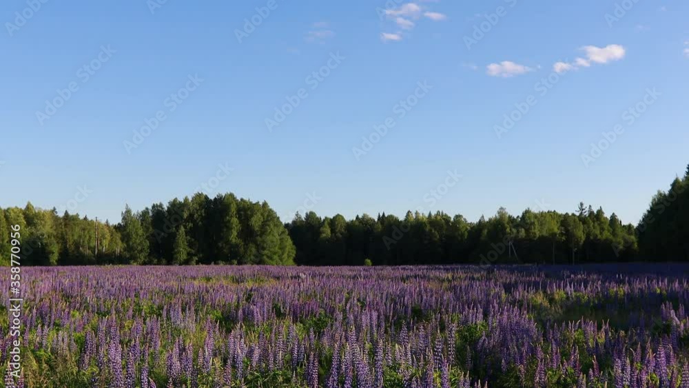 Lupin - bluebells - lupine lupins filed on sunset, 4K UHD Lupin - bluebells - lupine lupins filed on sunset, 4K UHD