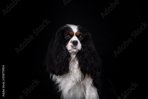 cavalier king charles spaniel dog portrait on black