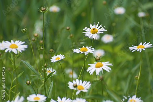 Meadow of beautiful white wild chamomile flowers