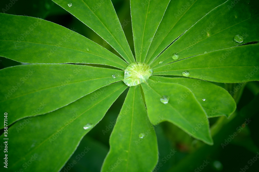 green leaf with water drops green leaf with water drops
