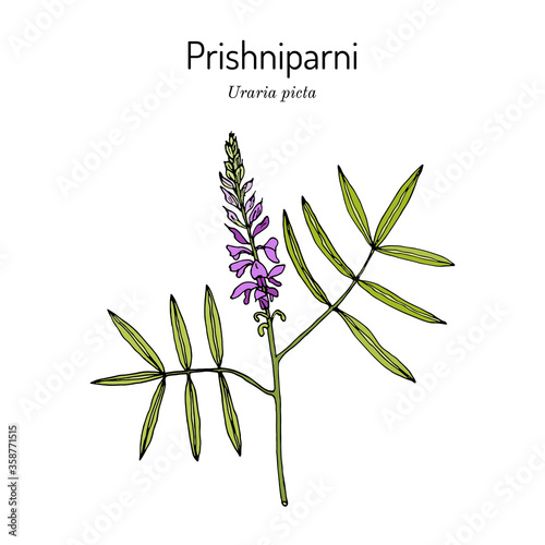 Prishniparni uraria picta , medicinal plant photo