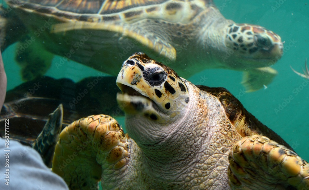 Fototapeta premium アオウミガメの顔