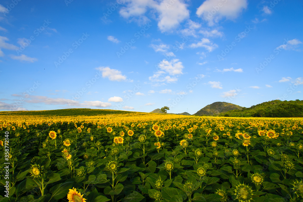 sunflowers field on sky