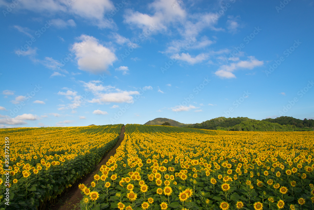 Fototapeta premium sunflowers field on sky
