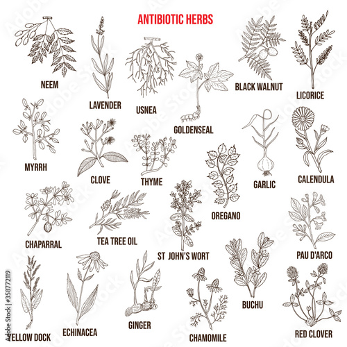 Antibiotic herbs collection. Hand drawn vector set