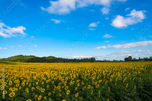 sunflowers field on sky