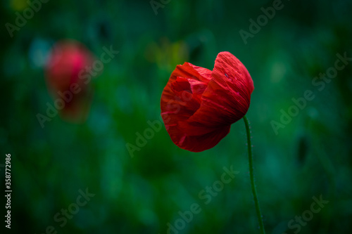 Detail of isolated red poppy  common poppy  flower. Papaver rhoeas.