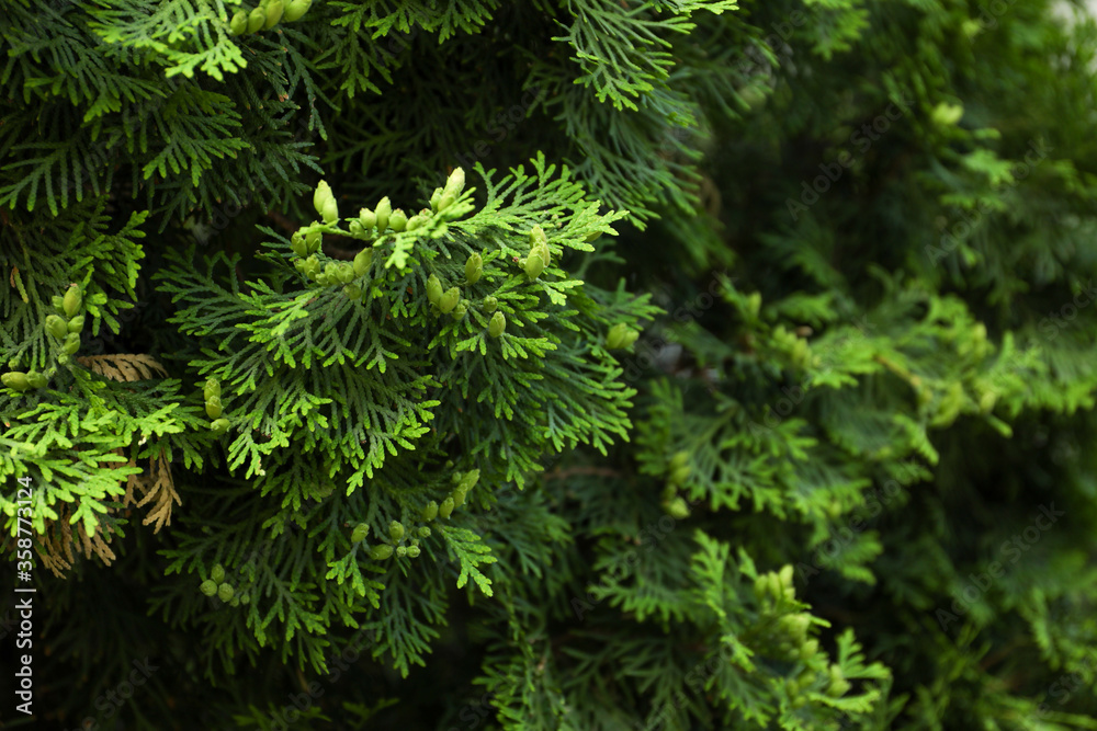 Close up of green thuja branches. Coniferous plant Close up of green thuja branches. Coniferous plant
