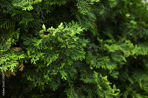 Close up of green thuja branches. Coniferous plant