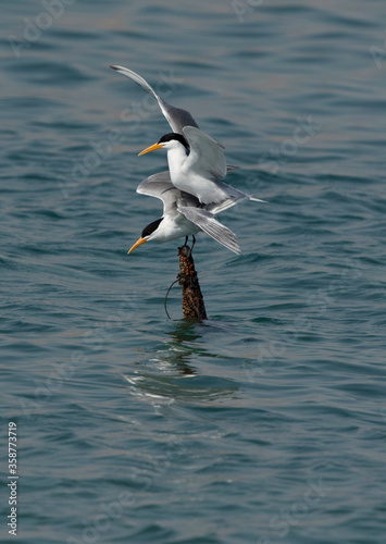 Greater Crested Terns mating at Busaiteen coast  Bahrain