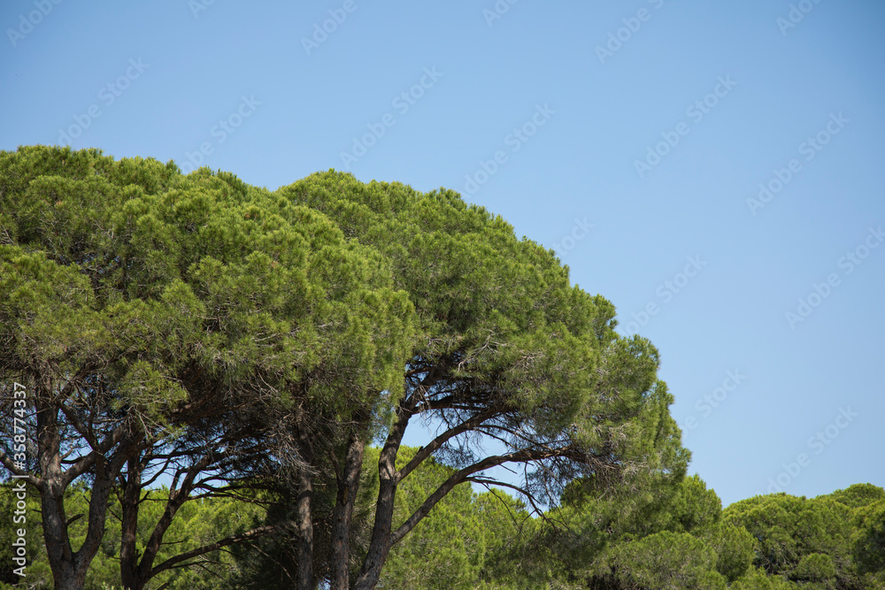 green pine tree and blue sky