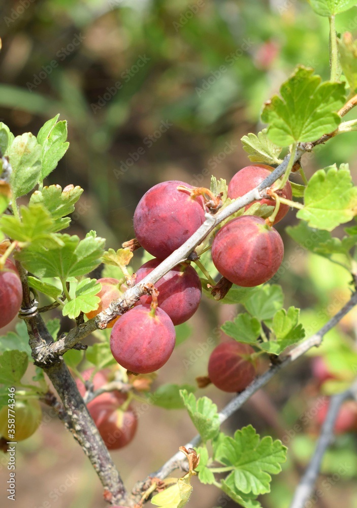 Ripe gooseberries on a branch in the garden. Ripe gooseberries on a branch in the garden.
