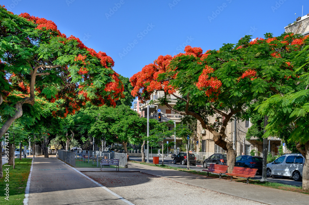 Poinciana trees blooming at Boulevard Rothschild in Tel Aviv. Poinciana trees blooming at Boulevard Rothschild in Tel Aviv.