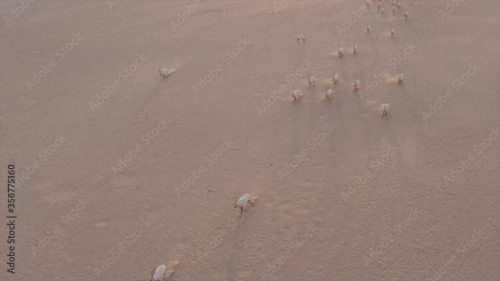 Oryxes or Arabian antelopes in the Desert Conservation Reserve near Dubai desert. Drone shoot top angle parallax showing detail of animals and then revealing the sunset and desert Oryxes or Arabian antelopes in the Desert Conservation Reserve near Dubai desert. Drone shoot top angle parallax showing detail of animals and then revealing the sunset and desert