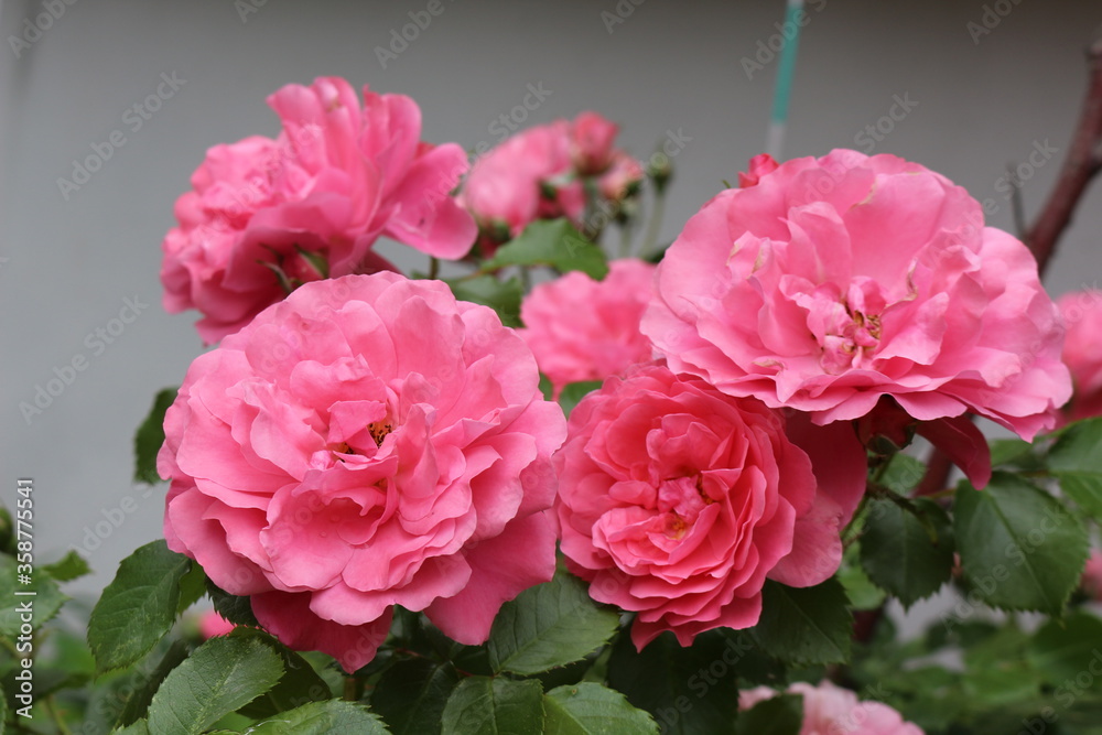 
Delicate pink roses bloom on a bush in a spring garden