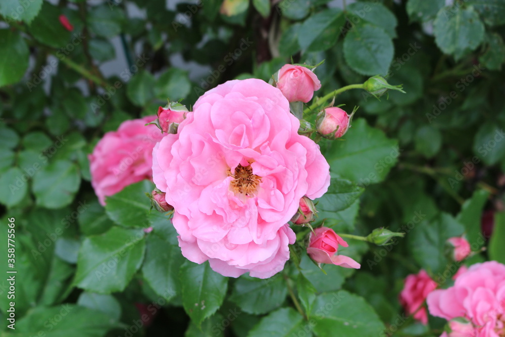 Delicate pink roses bloom on a bush in a spring garden
Delicate pink roses bloom on a bush in a spring garden