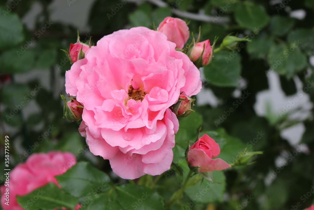 Delicate pink roses bloom on a bush in a spring garden
Delicate pink roses bloom on a bush in a spring garden