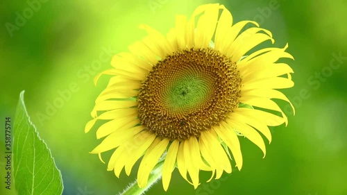 One single sunflower head close up full frame, blowing in the wind, bright outdoor summer nature scene in vibrant yellow and green.