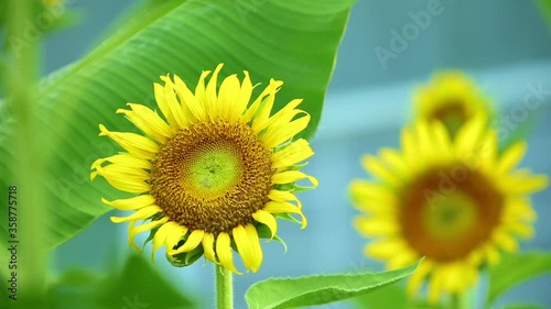 Yellow sunflowers blowing in the wind amongst vibrant green foliage, outdoor summer plantation nature scenery.