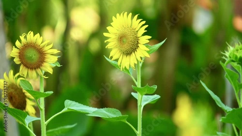 Yellow sunflowers blowing in the wind amongst vibrant green foliage, outdoor summer plantation nature scenery.
