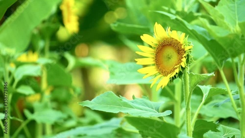 Sunflower head blowing in the wind amongst vibrant green foliage, bright outdoor summer garden nature scenery.