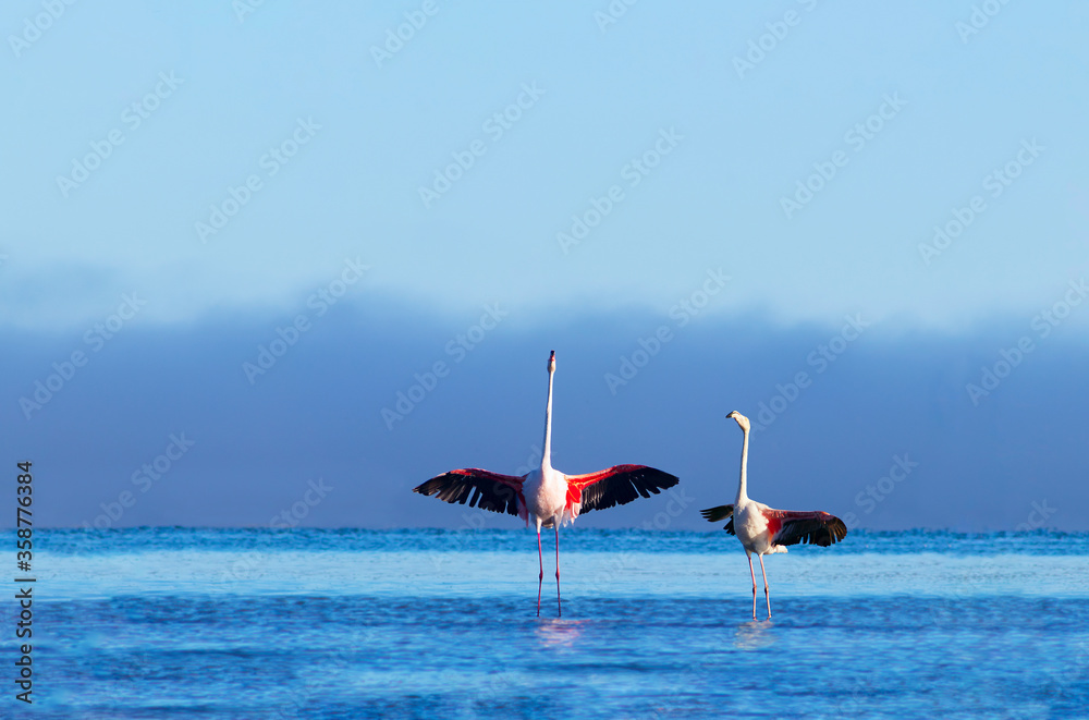 Wild african birds. Two birds of pink african flamingos  walking around the blue lagoon on a sunny day