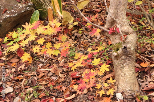 色とりどりの紅葉