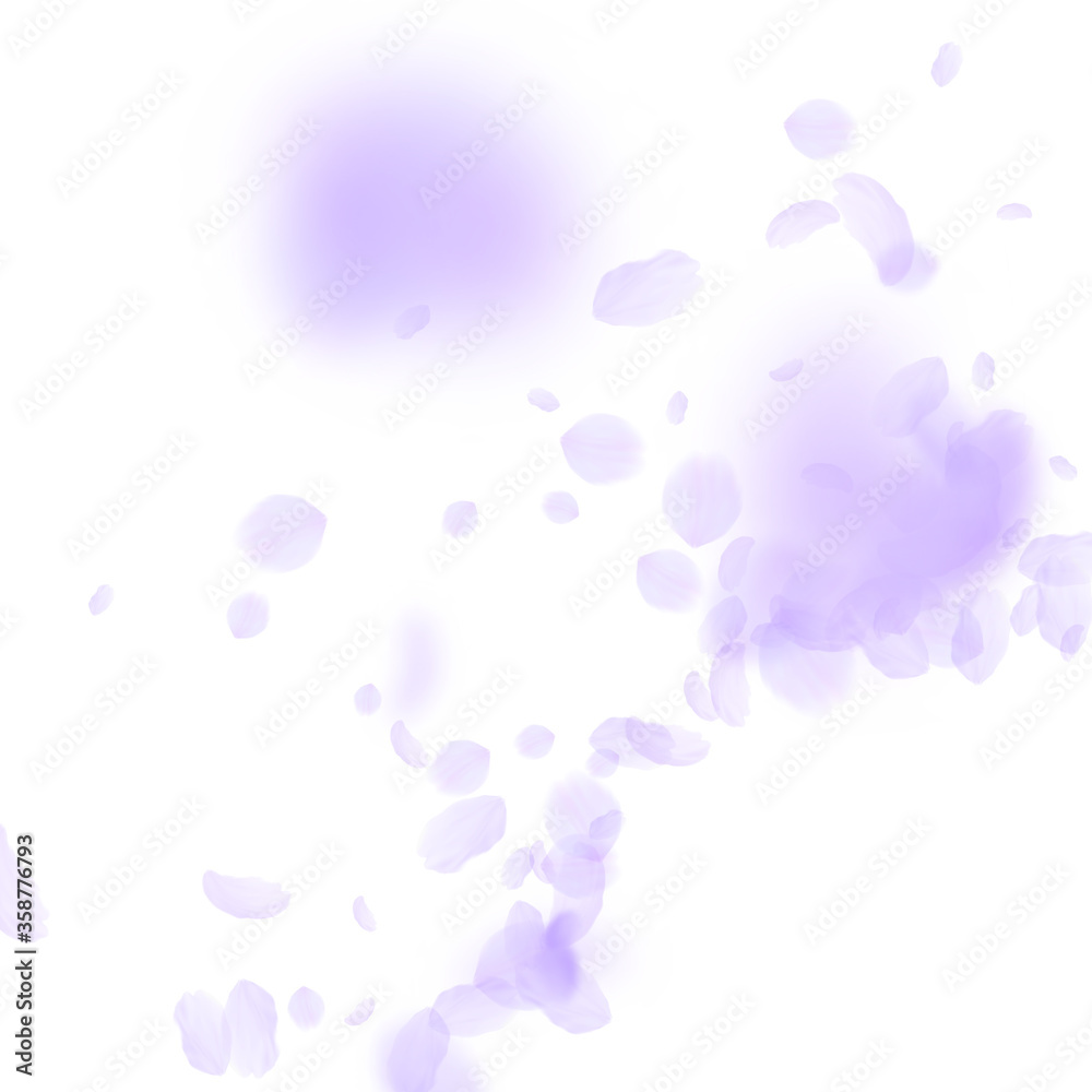 Violet flower petals falling down. Bold romantic f