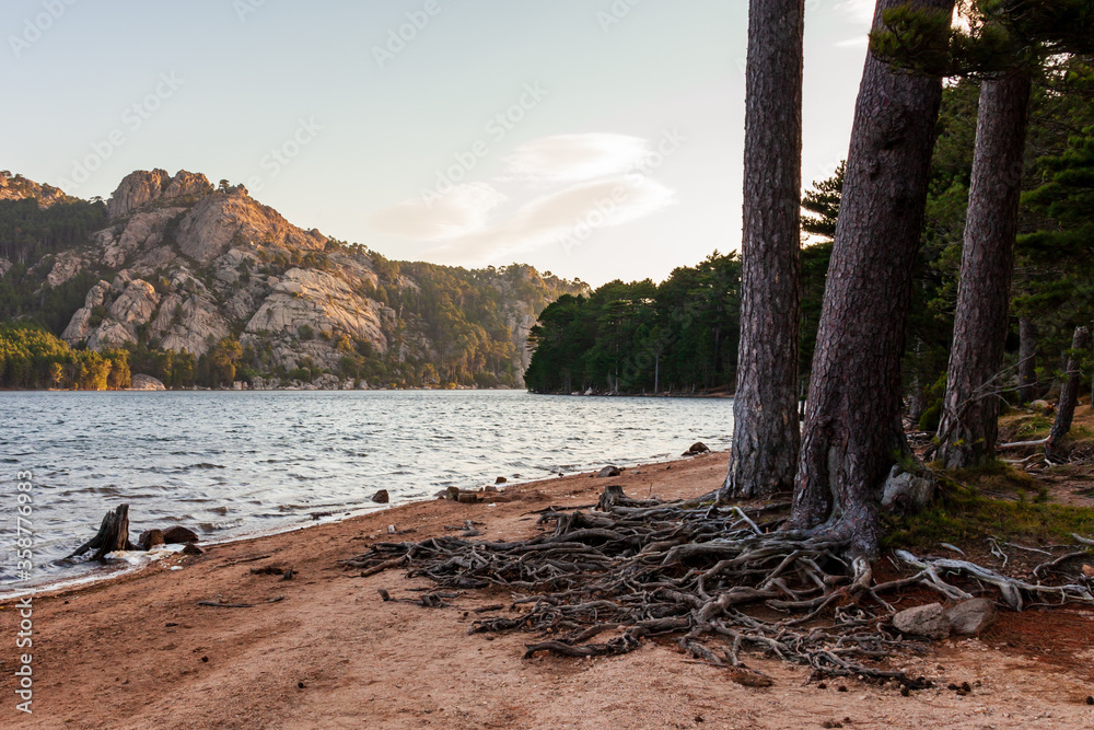 Trees growing on a sandy beach. Roots above ground. Mountains and sea landscape. Corsica, France, Europe.