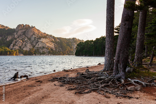 Trees growing on a sandy beach. Roots above ground. Mountains and sea landscape. Corsica, France, Europe. © Fotema