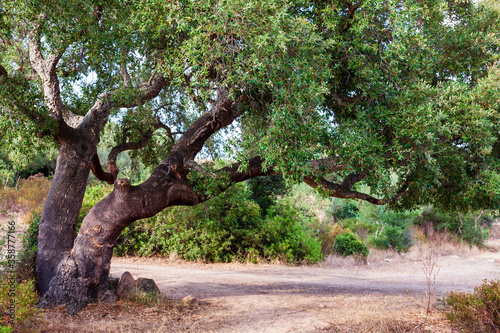 Cork oak (Quercus suber) trees with curved trunks growing at natural stand in Corsica, France, Europe. photo