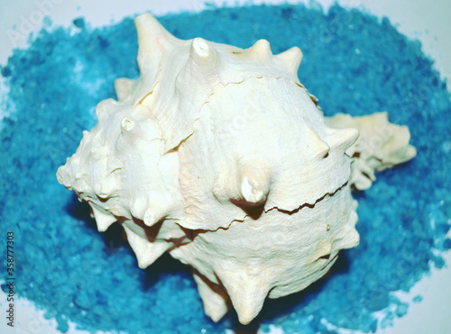  Close-up of seashell against blue background as marine still life. 