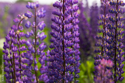 Field of purple lupins
