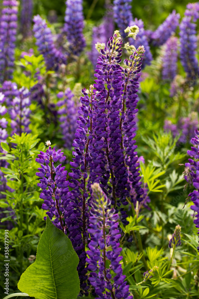 Field of purple lupins Field of purple lupins