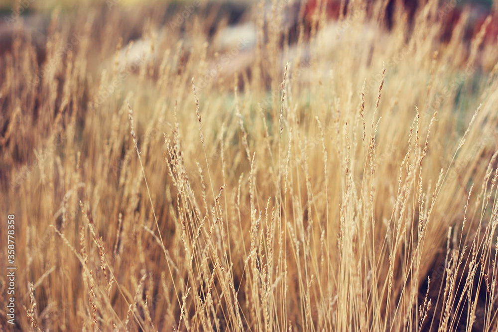 Fototapeta premium Wheat fields on summer in a small town of Andalusia Spain Almargen