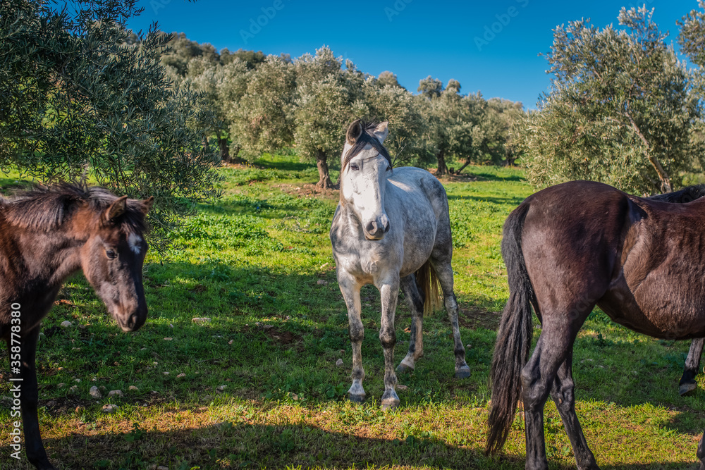 Andalusian horses in the field of olives