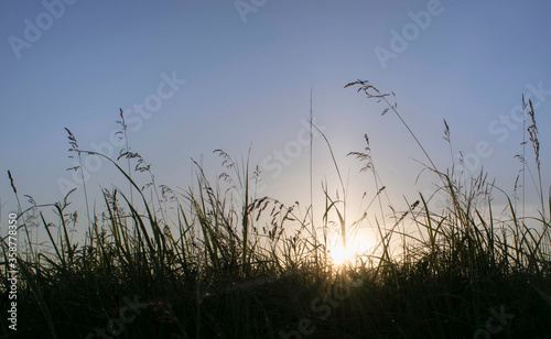 sun rise from grass © Петрова Мария