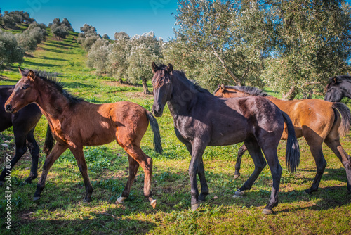 Andalusian horses in the field of olives