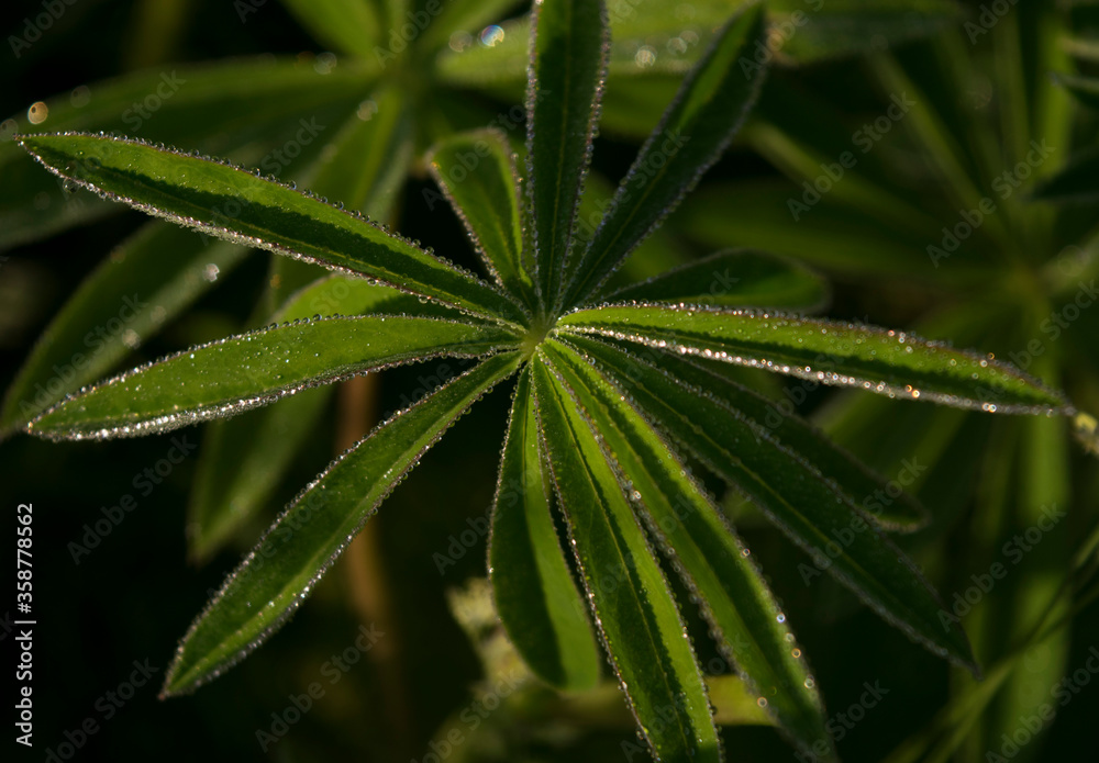 leaf of lupine in drops of morning dew leaf of lupine in drops of morning dew