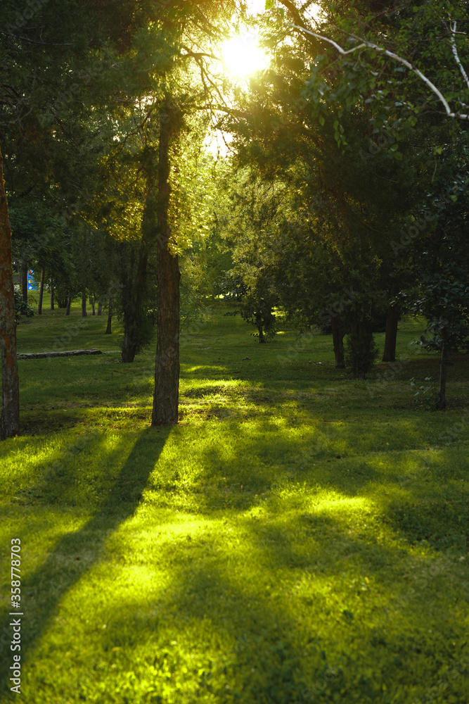 Beautiful grass in the morning sunrise, green background of nature