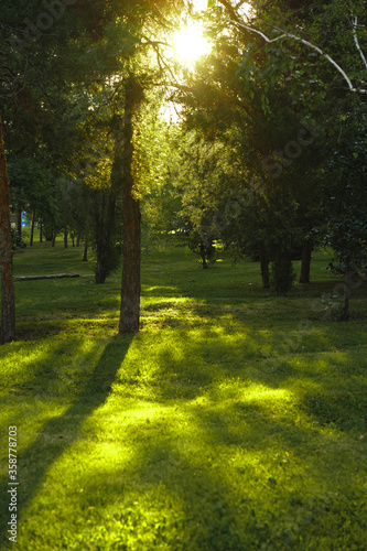 Fototapeta Naklejka Na Ścianę i Meble -  Beautiful grass in the morning sunrise, green background of nature