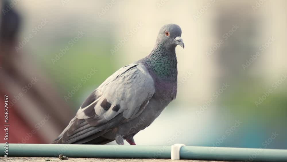 close up side view of calmly sitting grey pigeon on an apartment's terrace wall. Blurred background. close up side view of calmly sitting grey pigeon on an apartment's terrace wall. Blurred background.